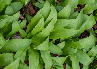 Bärlauch im Wald