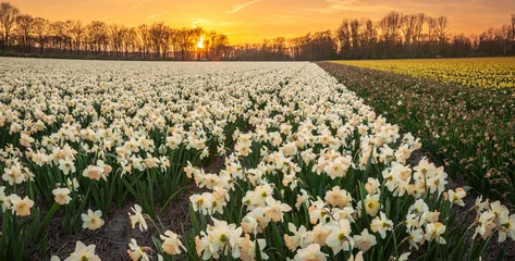 Fotobehang Colorful blooming flower field with white Narcissus or daffodil during sunset. © Sander Meertins