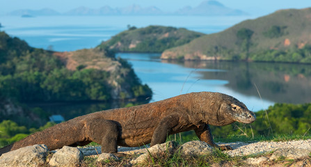 Komodo dragon,  scientific name: Varanus komodoensis. Scenic view on the background, Natural...