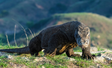 Walking komodo dragon, front view. Close up. Scientific name: Varanus Komodoensis. Natural habitat.  Indonesia. Rinca Island.