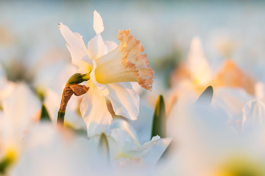 Colorful blooming flower field with white Narcissus or daffodil closeup during sunset.
