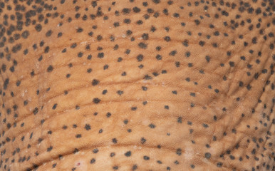 Close Up of elephant skin pattern