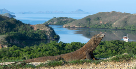 Komodo dragon,  scientific name: Varanus komodoensis. Scenic view on the background, Natural habitat.  Indonesia.