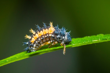 Ladybug larva insect closeup