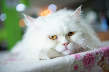 The cute white Persian cat is sleeping on the table.