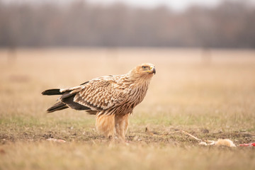 Imperial Eagle, Aquila heliaca