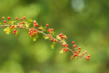 Orange fruit berries of a Sorbus aucuparia tree, Blooming in bright sunlight during Autumn.