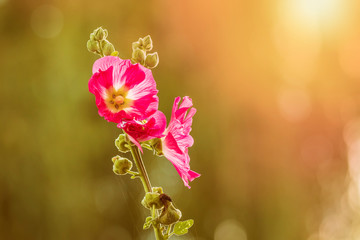 loseup of a pink common hollyhock flower, Alcea rosea, an ornamental plant in the family Malvaceae.