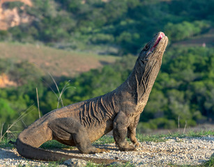 The Komodo dragon raised the head with open mouth. Komodo dragon,  scientific name: Varanus komodoensis. Biggest living lizard in the world. Scenic view on the background, Natural habitat.  Indonesia.