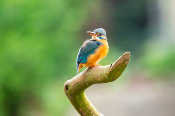 Kingfisher, Alcedo atthis