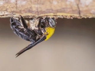 Close-up a Capenter Bee digging pallet wood making the nest.