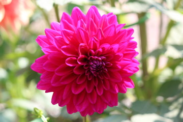 electric pink dahlia flower in garden