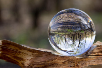 Fototapeta na wymiar Nature in a glass bowl
