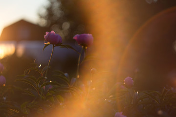 Fototapeta premium Beautiful meadow field flowers on orange sunset background. 
