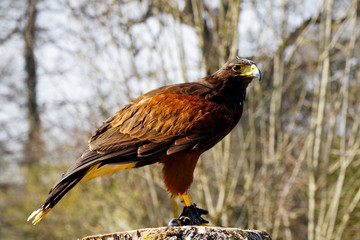 Perched Bird of Prey