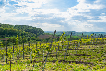 Fototapeta premium Landscape, view through the vineyards on a sunny day with clouds