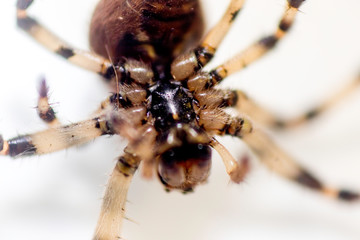 House Spider