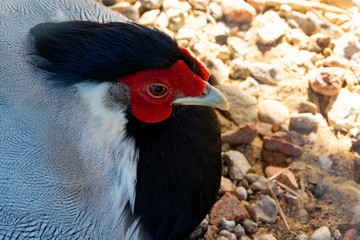 Portrait of a silver pheasant. Bright Horizontal closeup portrait in warm colors with selective focus of a silver pheasant Lophura nycthemera