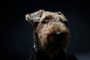 Studio portrait of a adorable Airedale Terrier