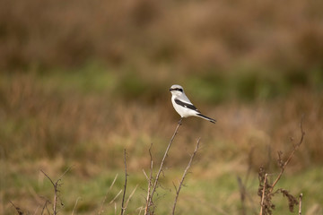 Obraz premium Great grey shrike, Lanius excubitor