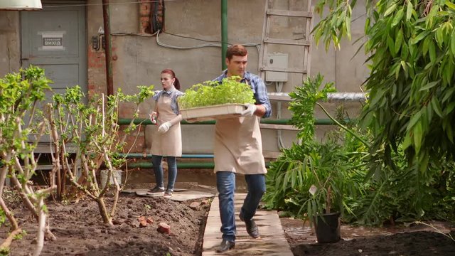 Agronomist man with tablet conducts inspection of growing plants in greenhouse with woman gardener.