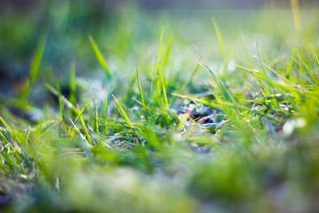 green grass in the sun
