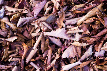 dry leaves on the ground