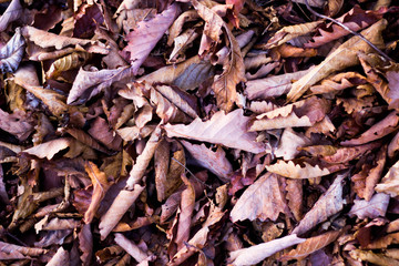 dry leaves on the ground