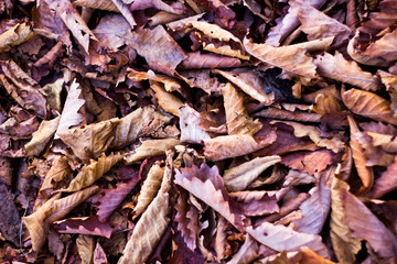dry leaves on the ground