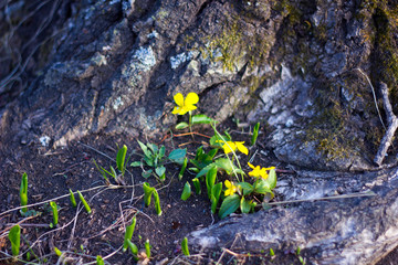 first spring yellow and white flowers