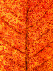 orange autumn leaf texture