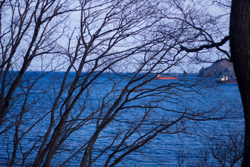 Obraz premium tree branches against the sea