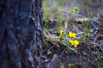 first spring yellow and white flowers