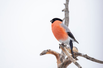 Bullfinch, Pyrrhula pyrrhula