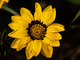 closeup of yellow flower