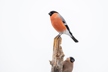 Bullfinch, Pyrrhula pyrrhula