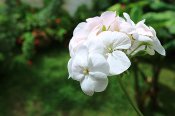 Obraz premium Bunch of Beautiful Geranium Horizon White in the Sunlight