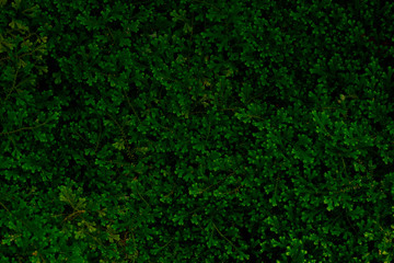 Green of fern texture background
