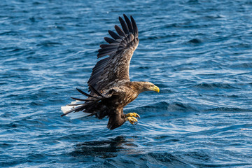 White-tailed eagle fishing. Blue Ocean Background. Scientific name: Haliaeetus albicilla, also known as the ern, erne, gray eagle, Eurasian sea eagle and white-tailed sea-eagle.