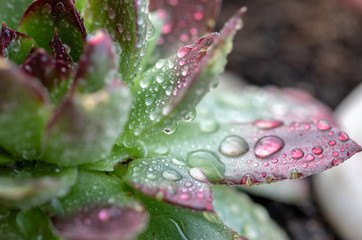 Sempervivum. Rain. Drops. Leaves. Nature