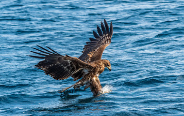 Juvenile White-tailed eagle fishing. Blue Ocean Background. Scientific name: Haliaeetus albicilla, also known as the ern, erne, gray eagle, Eurasian sea eagle and white-tailed sea-eagle.