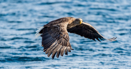 White-tailed eagle fishing. Blue Ocean Background. Scientific name: Haliaeetus albicilla, also known as the ern, erne, gray eagle, Eurasian sea eagle and white-tailed sea-eagle.