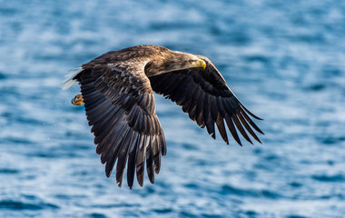 White-tailed eagle fishing. Blue Ocean Background. Scientific name: Haliaeetus albicilla, also known as the ern, erne, gray eagle, Eurasian sea eagle and white-tailed sea-eagle.