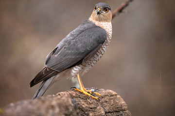 Sparrow Hawk, Accipiter nisus