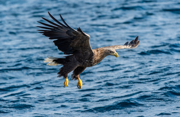 White-tailed eagle fishing. Blue Ocean Background. Scientific name: Haliaeetus albicilla, also known as the ern, erne, gray eagle, Eurasian sea eagle and white-tailed sea-eagle.