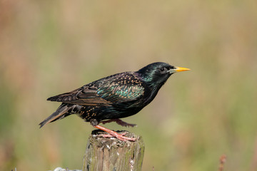 Starling, Sturnus vulgaris