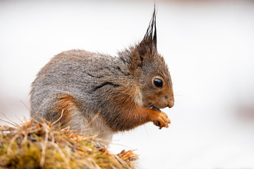 Squirrel, Sciurus vulgaris
