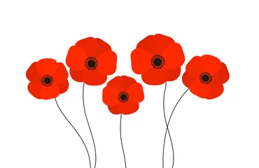Foto op Plexiglas Red poppies flowers isolated on white background. © Studio Barcelona
