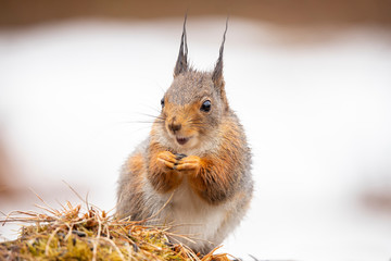 Squirrel, Sciurus vulgaris