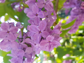 Close-up blossoming purple lilac branch in garden park Sunny day